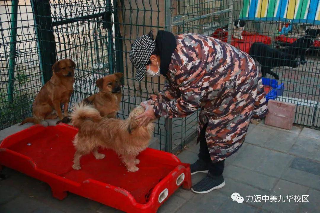 长春市流浪宠物救助站，守护流浪小生命的温暖之家